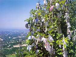 tree.jpg (12375 bytes)